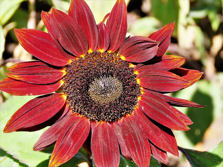 flower, sunflower, rust, brown, up close, flowering plant, beauty in nature HD wallpaper