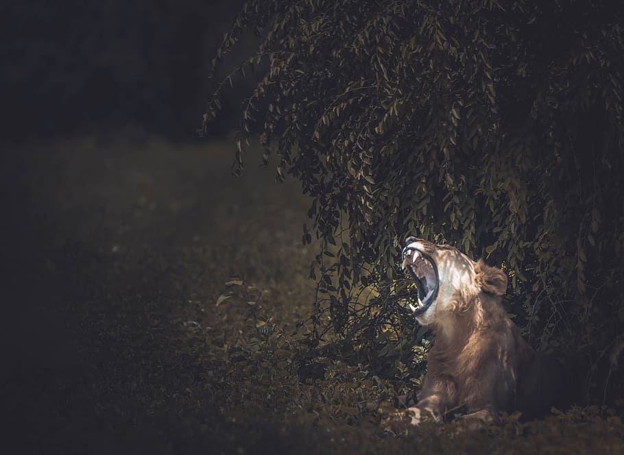 lion, animal, forest, trees, plants, nature, outdoor, one animal HD wallpaper