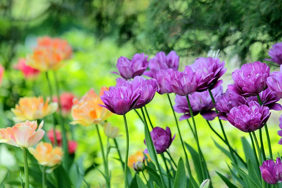 tulips, flowers, spring, nature, bloom, garden, park, bright colors HD wallpaper
