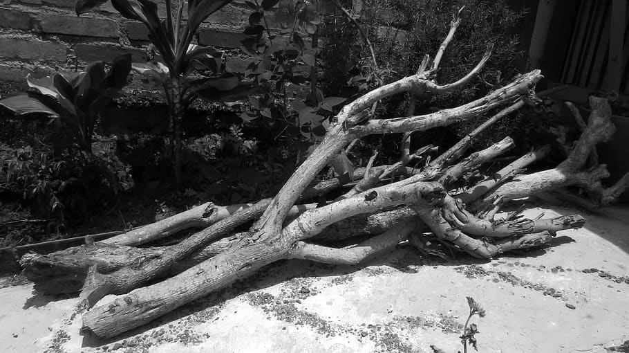 black and white, nature, tree, plant, no people, day, tree trunk HD wallpaper