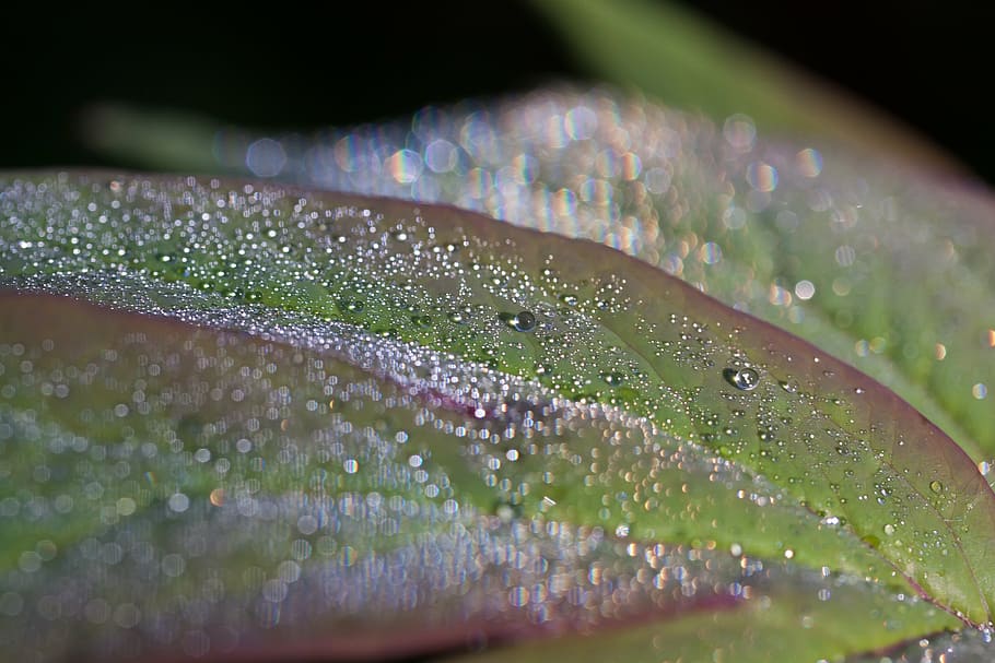 dew, dewdrop, morgentau, drip, drop of water, leaf, nature HD wallpaper