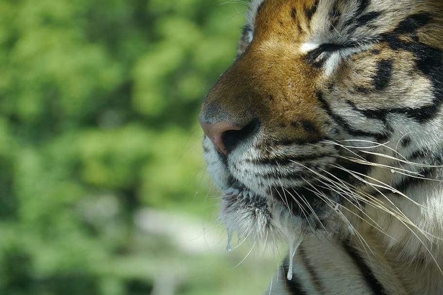 tiger, wild, one animal, animal themes, mammal, animal body part HD wallpaper