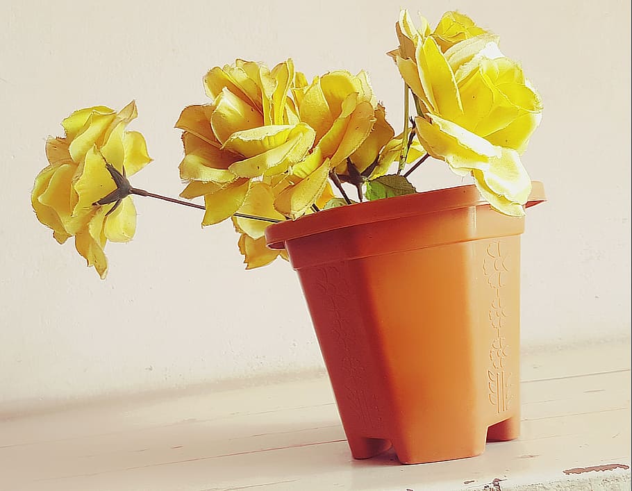 flower, beautiful flower, nature, spring, yellow, floral, natural HD wallpaper