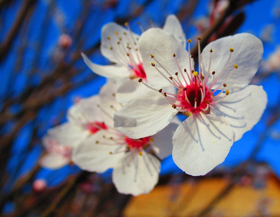 flower, spring, nature, spring nature, flowering plant, freshness HD wallpaper