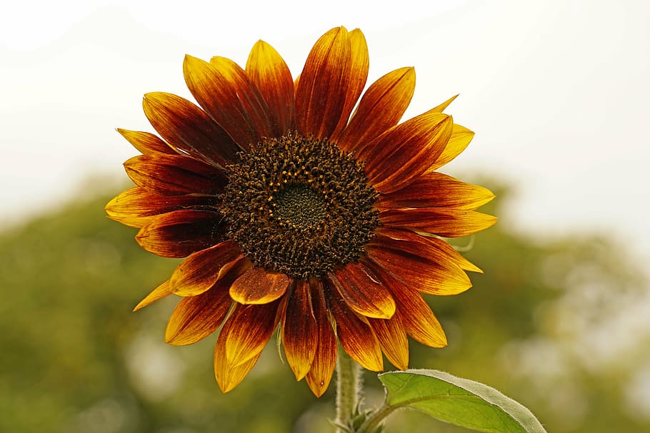flower, blossom, bloom, close, summer flower, flowering plant HD wallpaper