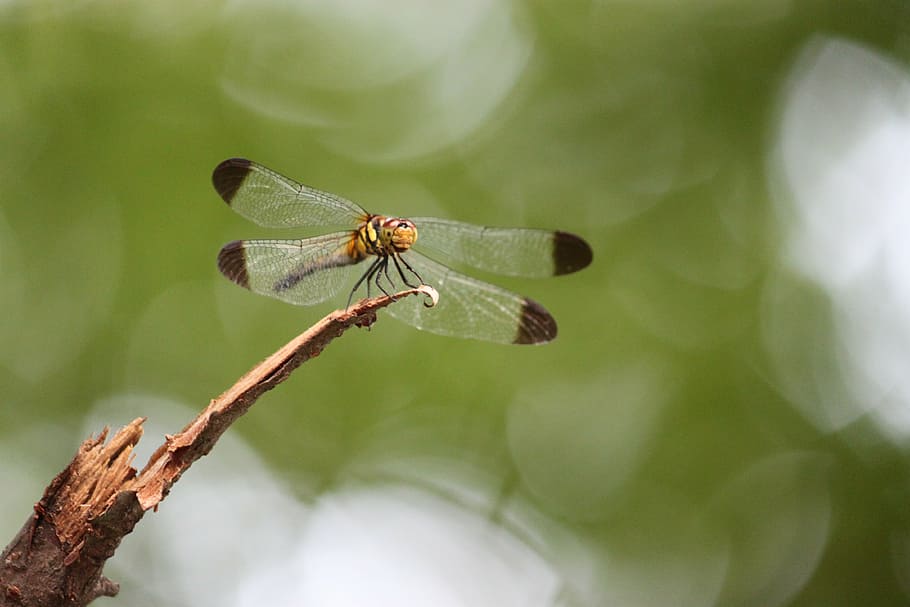 dragonfly, bug, wings, body, legs, head, eyes, hair, wood, brown HD wallpaper