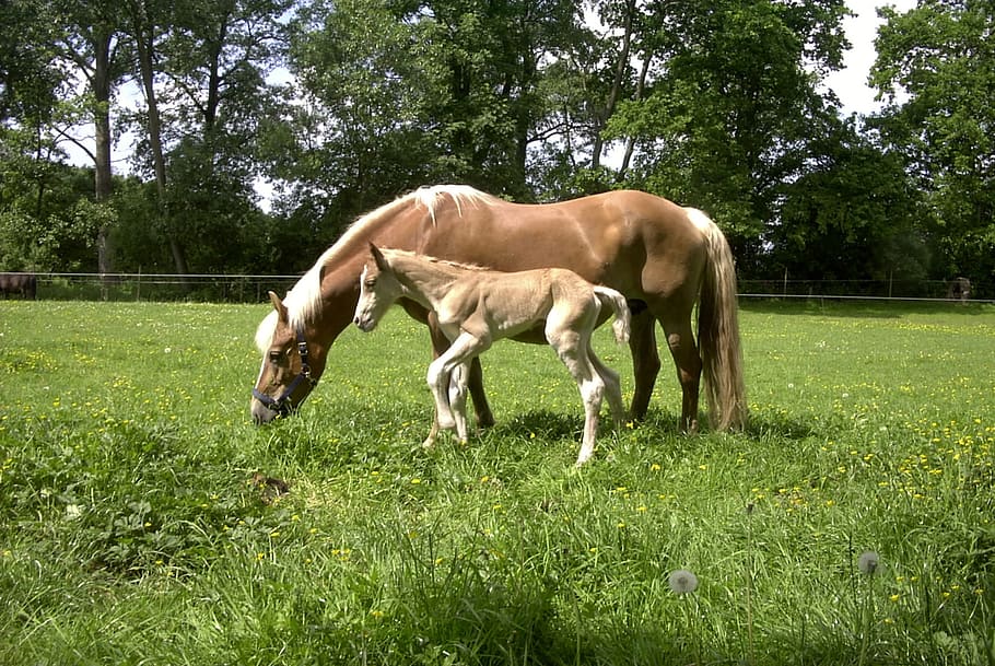 two brown horses on grass field, haflinger, foal, mare, pasture HD wallpaper