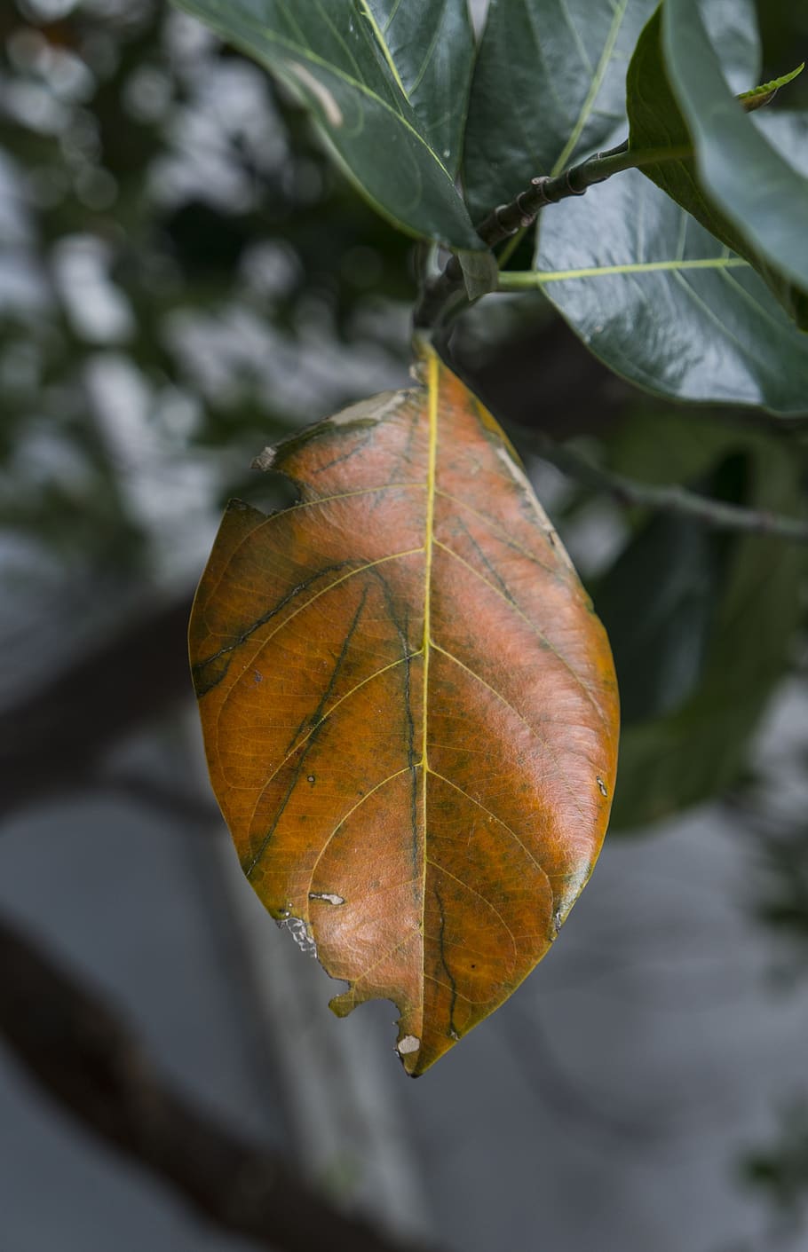 natural, leaf, leaves jackfruit, plant part, close-up, focus on foreground HD wallpaper