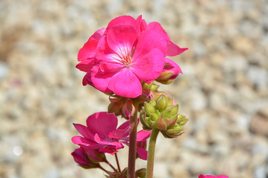 geranium, pink flowers, flowered, buds, nature, rose geranium HD wallpaper