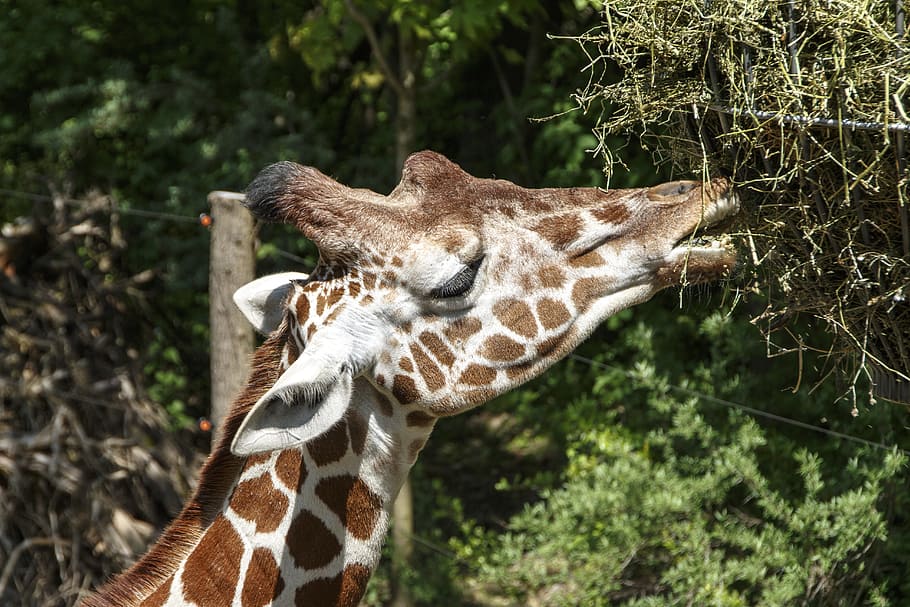Animals, Giraffe, Zoo, animals in the wild, animal wildlife HD wallpaper