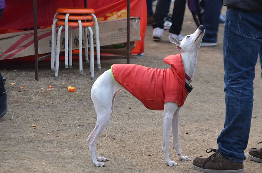 Dog, Greyhound, Breed, Jacket, Pet, Race, animal, people, outdoors HD wallpaper