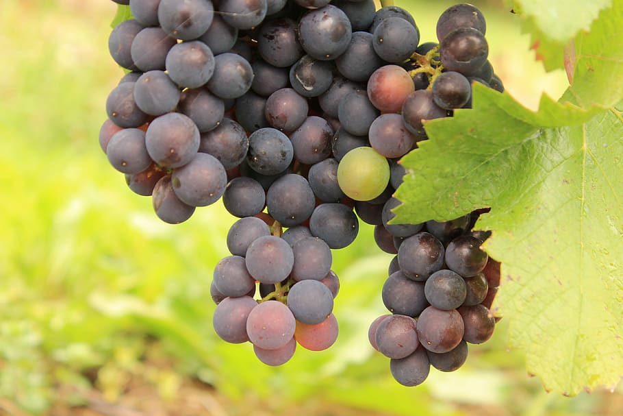 grape, inherit, wine, healthy eating, food, fruit, food and drink HD wallpaper