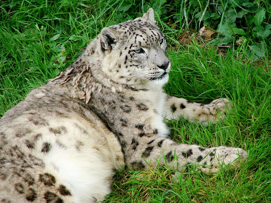 Hd Wallpaper Snow Leopard Reclining Staring Ground Looking Feline