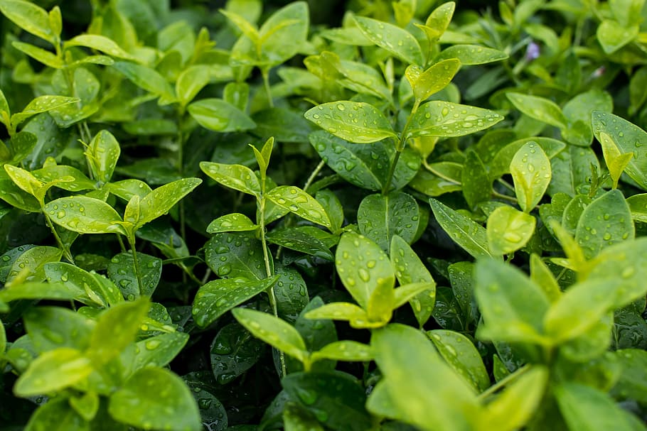 green leaves full of raindrops, green leafed plants, close up HD wallpaper