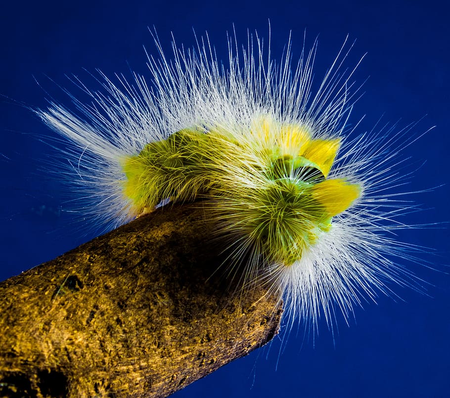 caterpillar, hairy, prickly, close, book track walk, calliteara pudibunda HD wallpaper