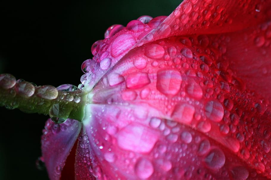 shallow focus photography of pink flower, tulip, tulip leaf HD wallpaper