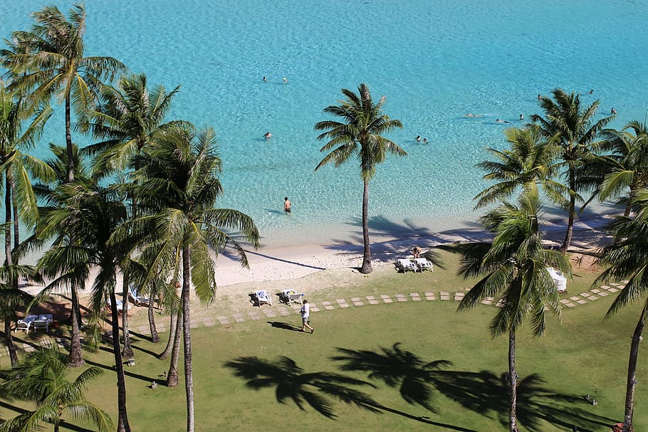 green coconut trees by the beach, sea, guam, palm, palm tree, HD wallpaper