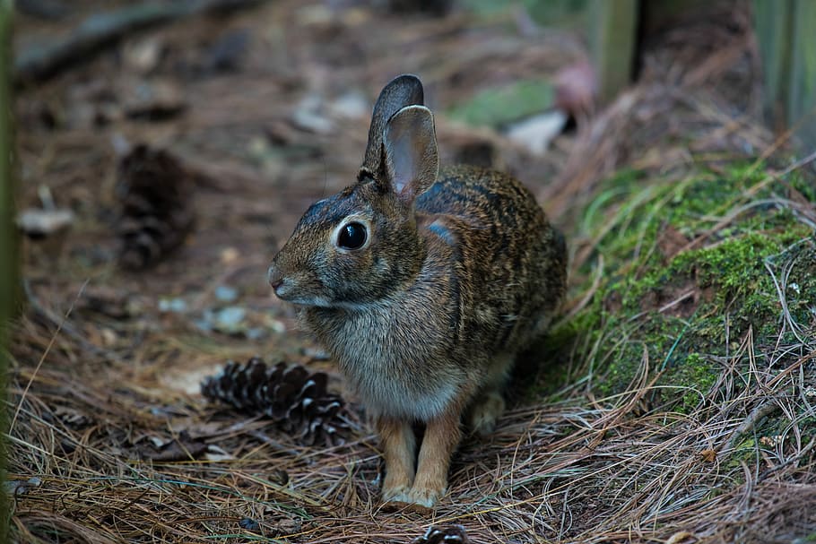 closeup photography of brown rabbit on ground, brown rabbit beside fence HD wallpaper