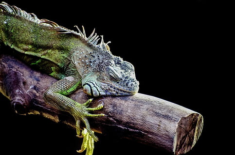 green and gray gecko perched on tree branch, green lizard, iguana HD wallpaper