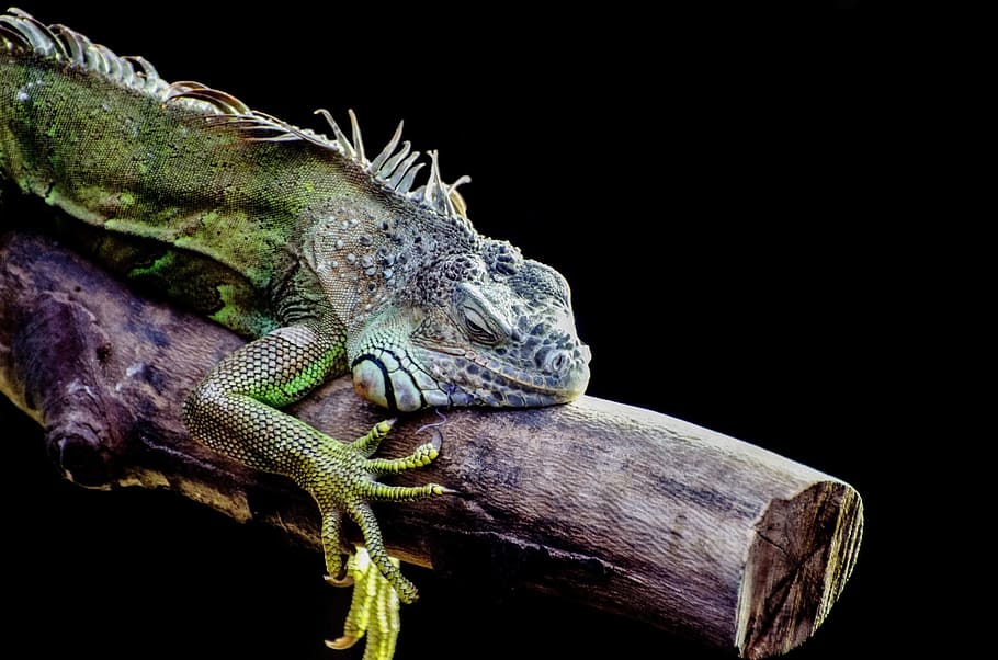 green and gray gecko perched on tree branch, green lizard, iguana HD wallpaper