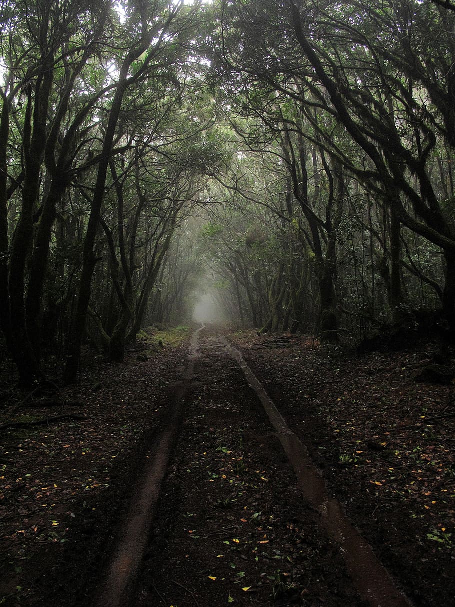 pathway between trees during daytime, photography of pathway surrounded by trees HD wallpaper