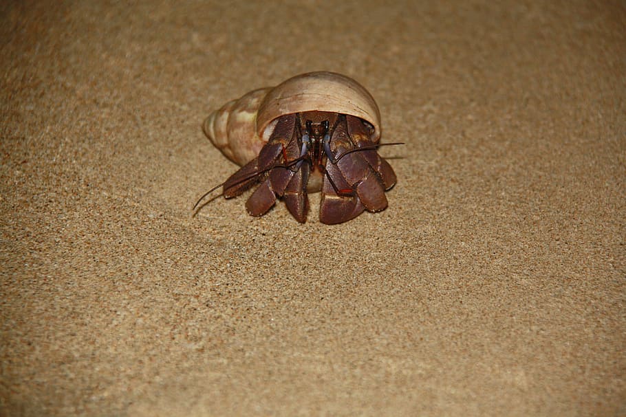 seafood, night, beach, animal, sand, nature, wildlife, animal Shell HD wallpaper