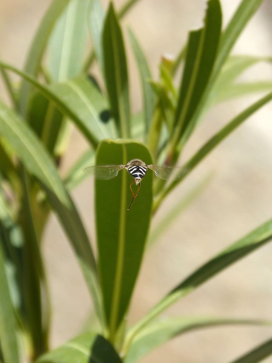 hoverfly, oleander, insect in flight, false bee, leaf, plant HD wallpaper