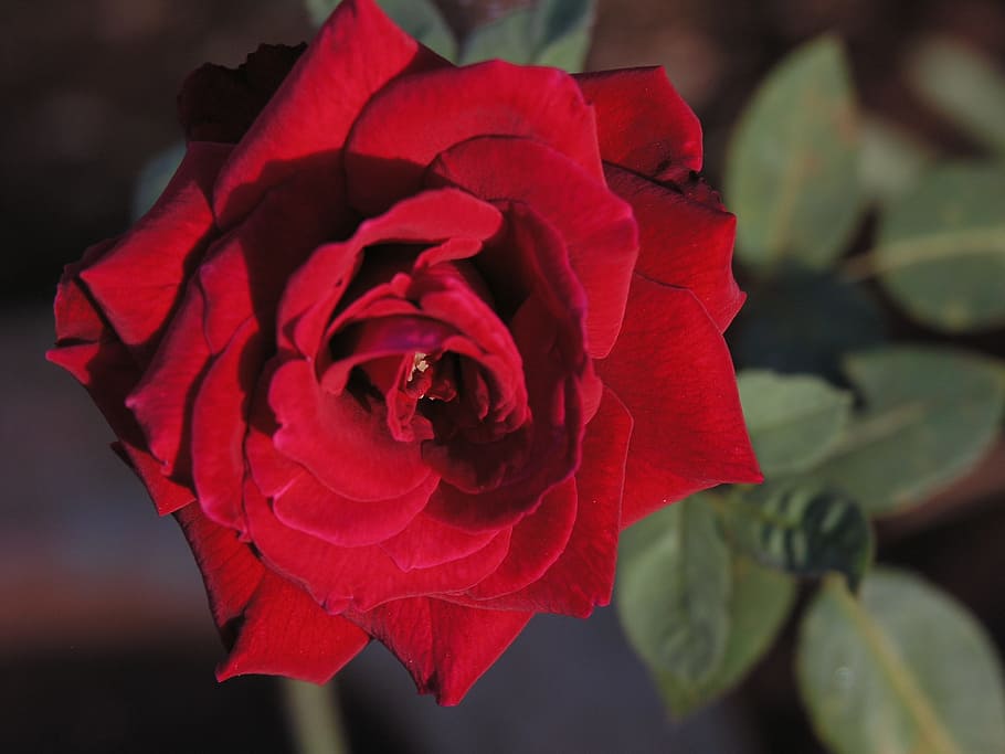 Red Rose, Flower, Nature, rose - Flower, petal, close-up, plant HD wallpaper