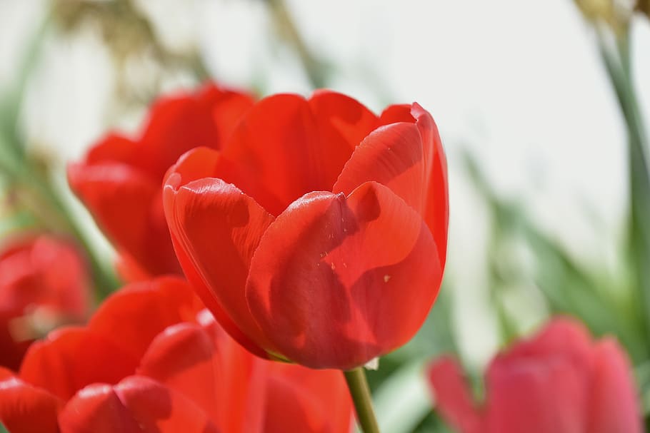 flower, tulip, red, nature, flowering plant, freshness, beauty in nature HD wallpaper