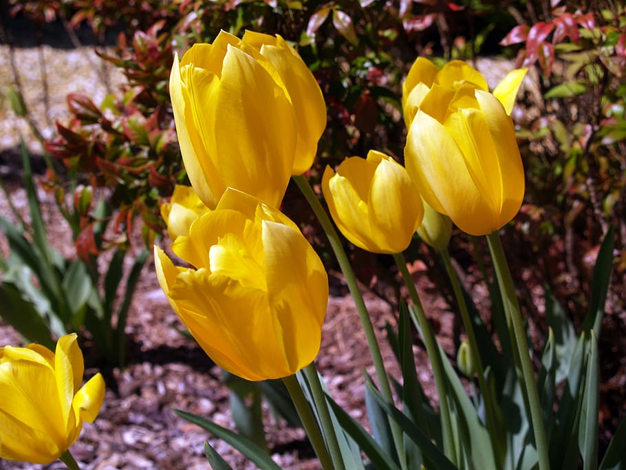 flowers, spring, tulips, yellow, garden, easter, flowering plant HD wallpaper