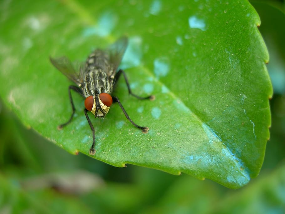 insect, fly, macro, nature, flowers, invertebrate, animal wildlife HD wallpaper