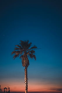 palm palm tree under blue sky during golden hour, palm tree photograph HD wallpaper