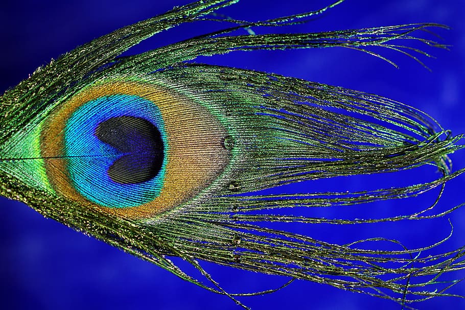 photography of peacock feather, macro, bird, close, iridescent, HD wallpaper
