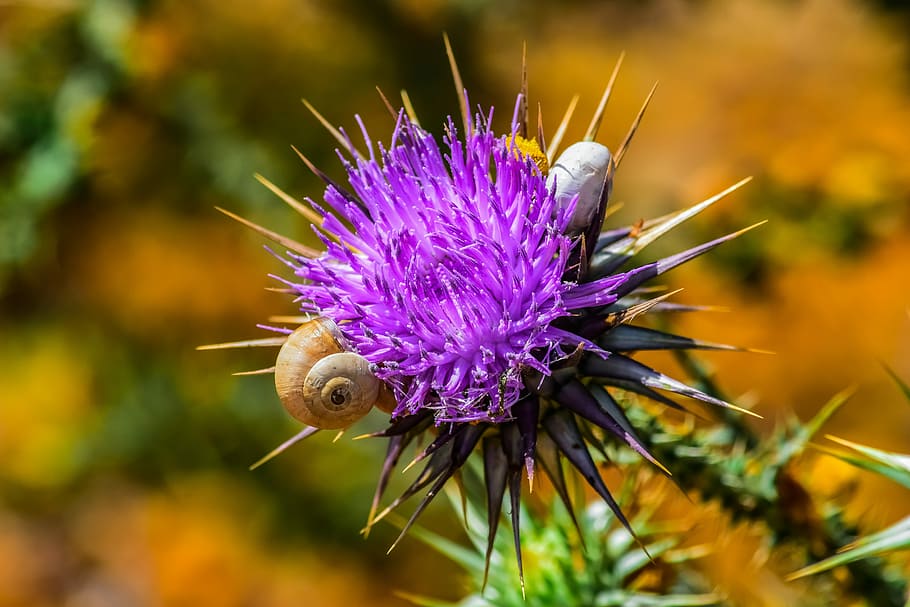 nature, prickly, thistle, flower, spine, snail, purple, spiny HD wallpaper