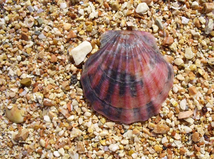 Clam, Shell, Seashell, flexopecten ponticus, red, beach, pebbles HD wallpaper