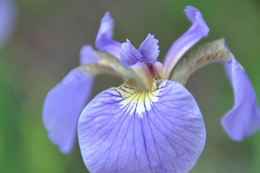 Iris, Flowers, Affix, purple, petal, flower head, freshness HD wallpaper