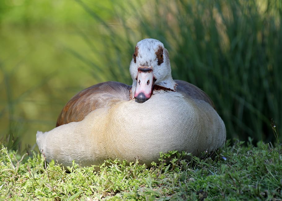 nature, duck, beak, bird, birds, park, volatile, feathers, animal HD wallpaper