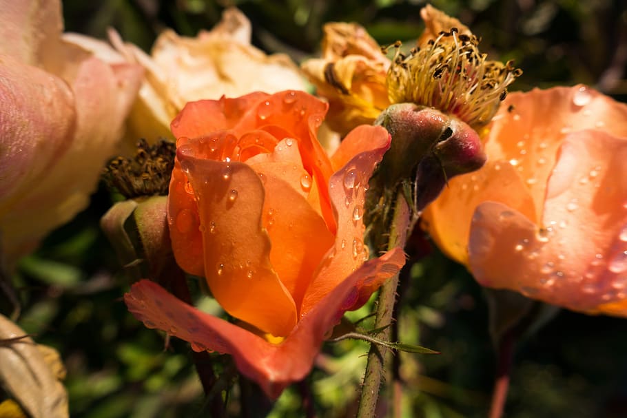 Rose, Bud, Open, Orange, Flower, Blossom, bloom, rose bloom HD wallpaper