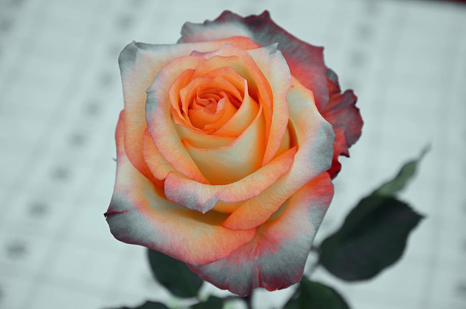 rose, flower, nature, flowering plant, beauty in nature, close-up HD wallpaper