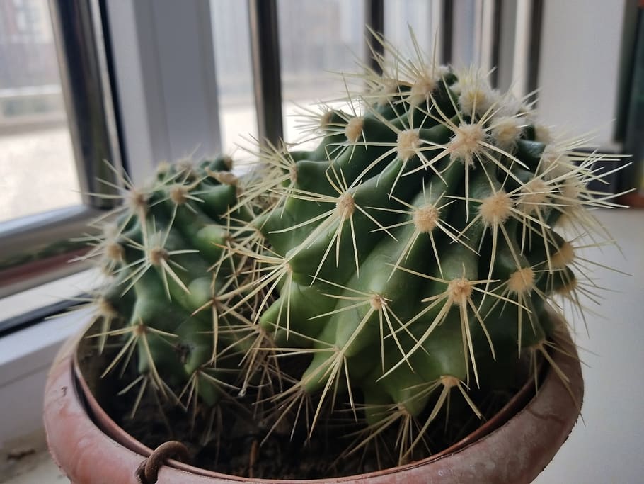 plant, cactus, flowers, succulent plant, window, close-up, potted plant HD wallpaper