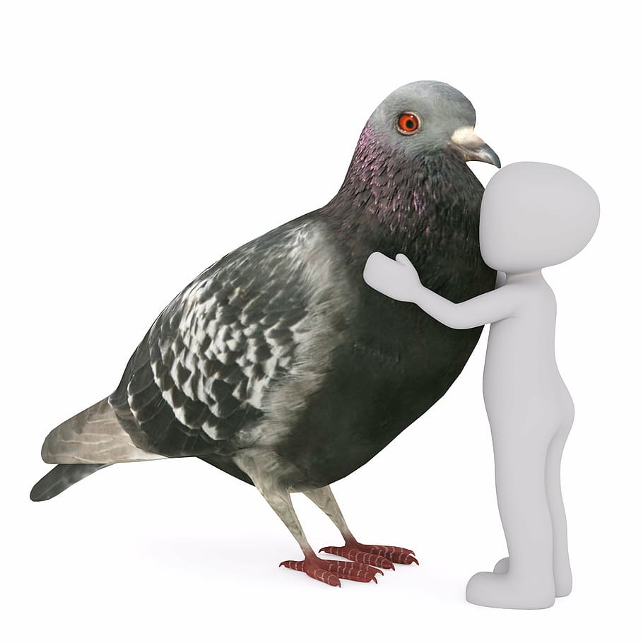 white stick man hugging gray pigeon, males, 3d model, isolated HD wallpaper