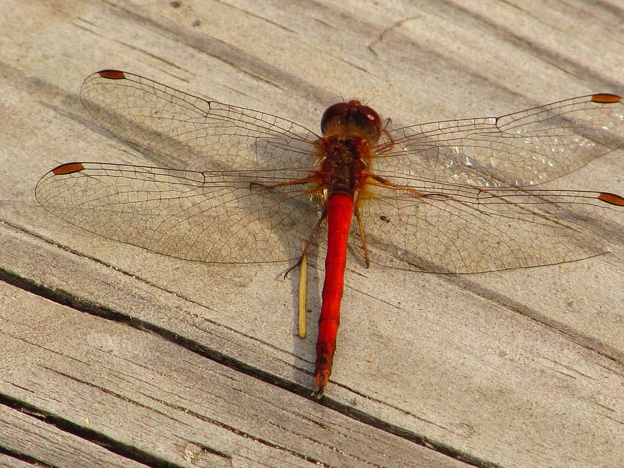 dragonfly, deck, summer, insect, invertebrate, animals in the wild HD wallpaper