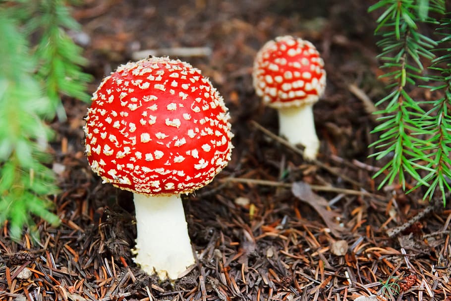 two red mushrooms in shallow focus photography, fly, cap, colorful