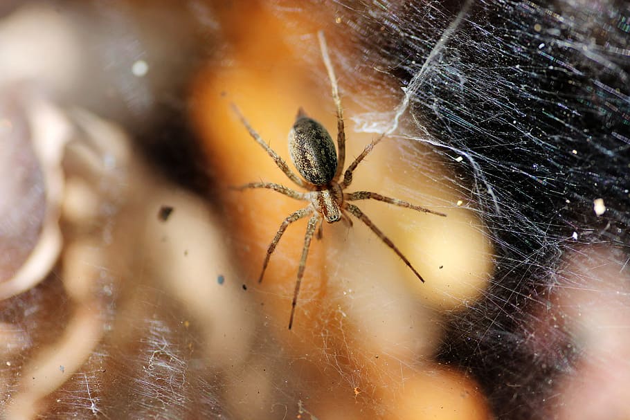 Spider, Spiderweb, Net, Danger, Closeup, insect, fear, arachnophobia HD wallpaper