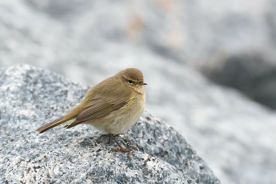 selective focus photography of gray bird, chiffchaff, willow warbler HD wallpaper