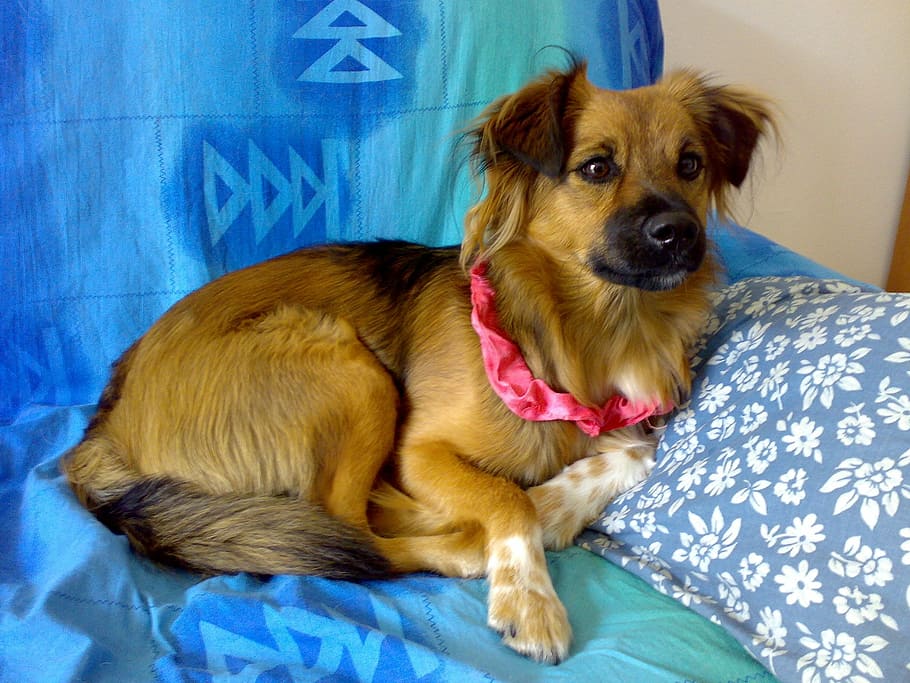 dog, sofa, emotion, bow, canine, domestic, pets, one animal HD wallpaper