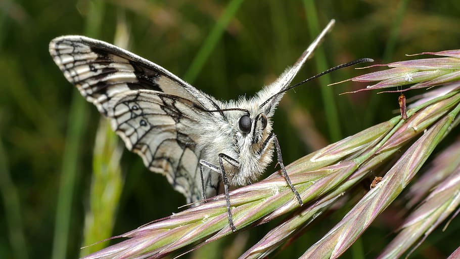 butterfly, white, macro, insect, animal wildlife, animal themes HD wallpaper