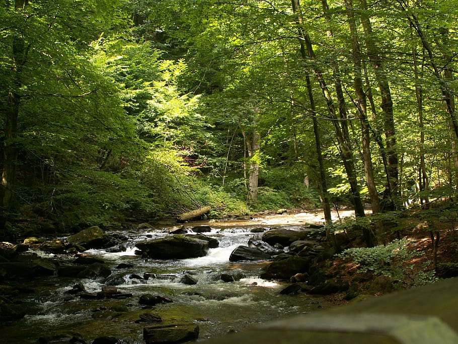 green leafed trees near river, styria, austria, landscape, forest HD wallpaper