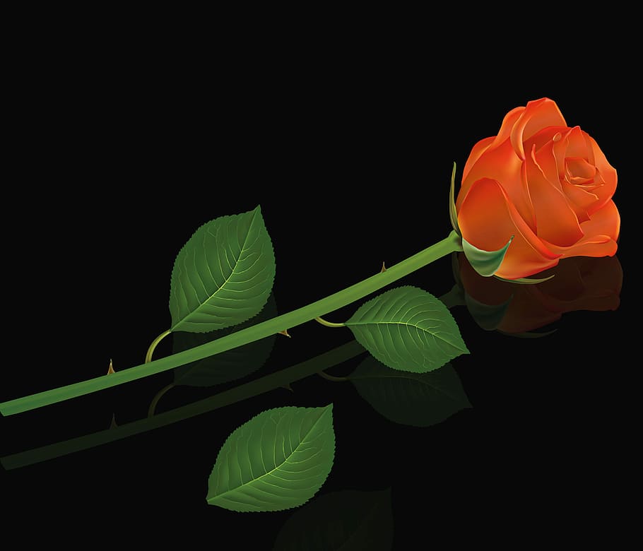 Hoa hồng cam mang lại vẻ đẹp rực rỡ cho mùa xuân. Hãy chiêm ngưỡng hình ảnh này để cảm nhận sự tươi mới và sự ngọt ngào của những cánh hoa hồng cam.