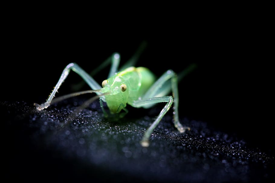 insect, green, cricket, small, macro, close, grasshopper, bug HD wallpaper